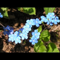 Brunnera Macrophylla (fam. Boraginacees) (02)